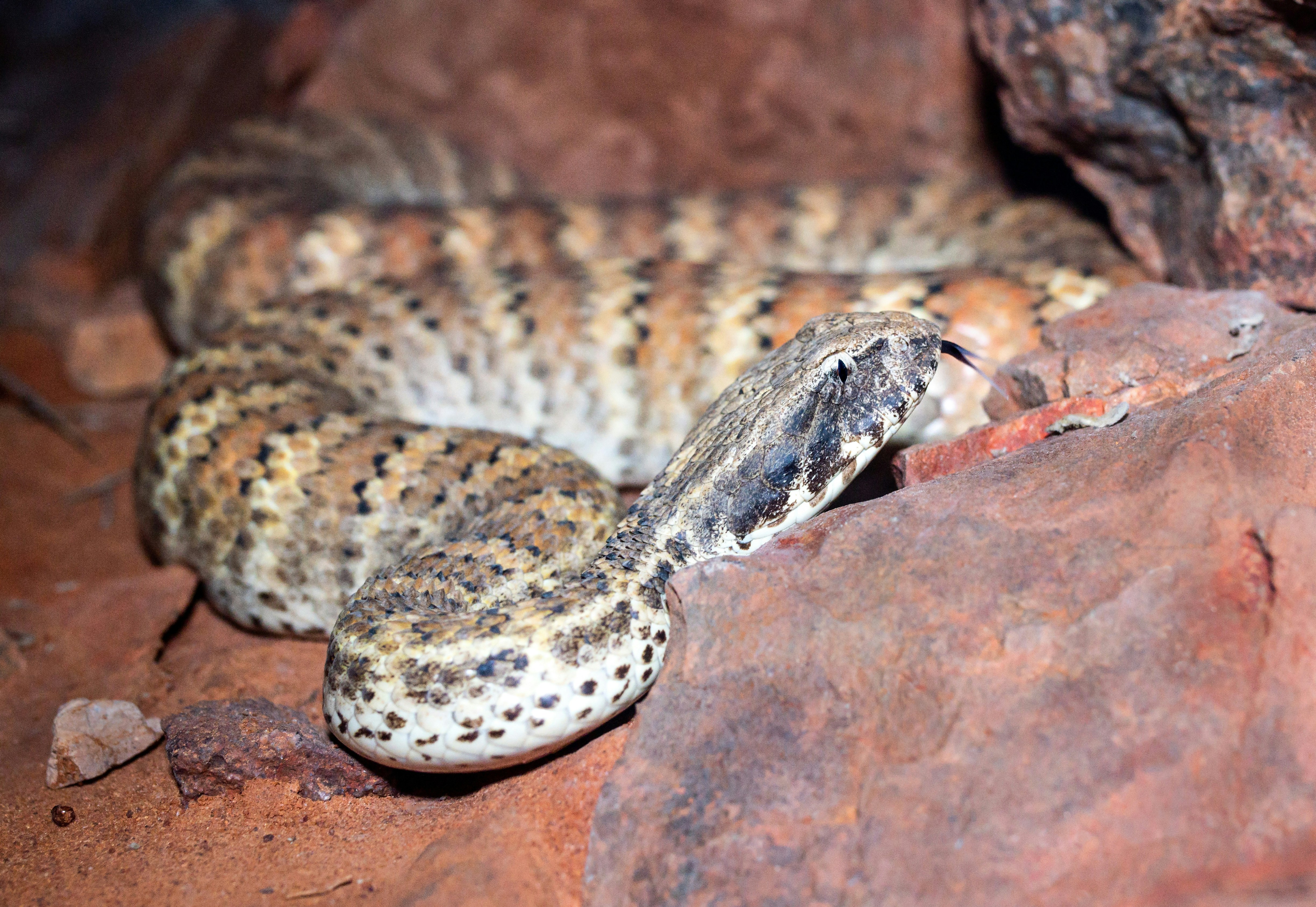 The soils and rocks of the Australian Outback are commonly a reddish colour from the high iron content. This is the Central Australian colour form of the death adder and its camouflage pattern works well in the Red Centre of Australia.