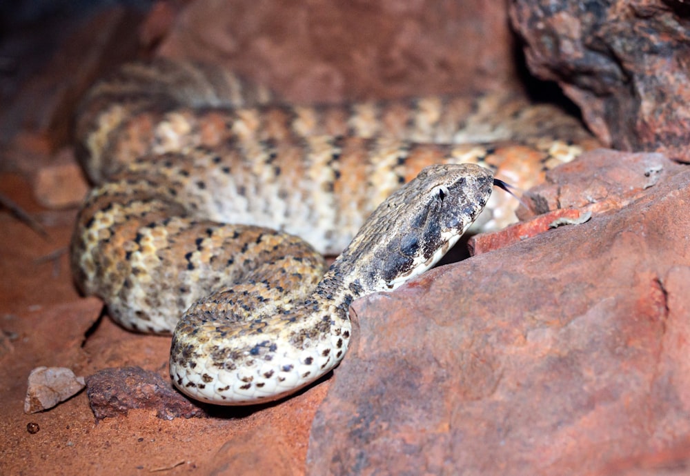 brown and black snake on brown rock