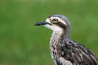 black and white bird in close up photography during daytime