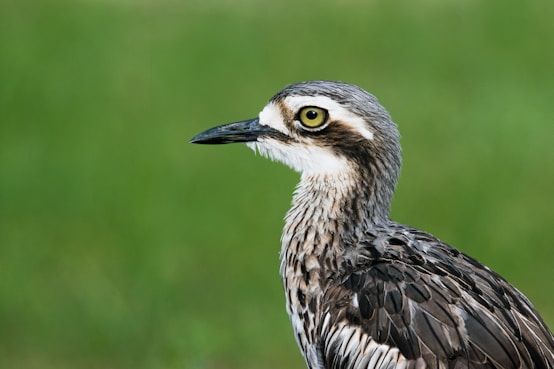black and white bird in close up photography during daytime