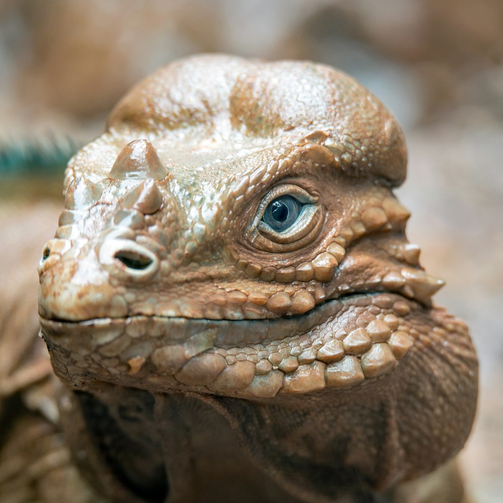 brown and gray bearded dragon