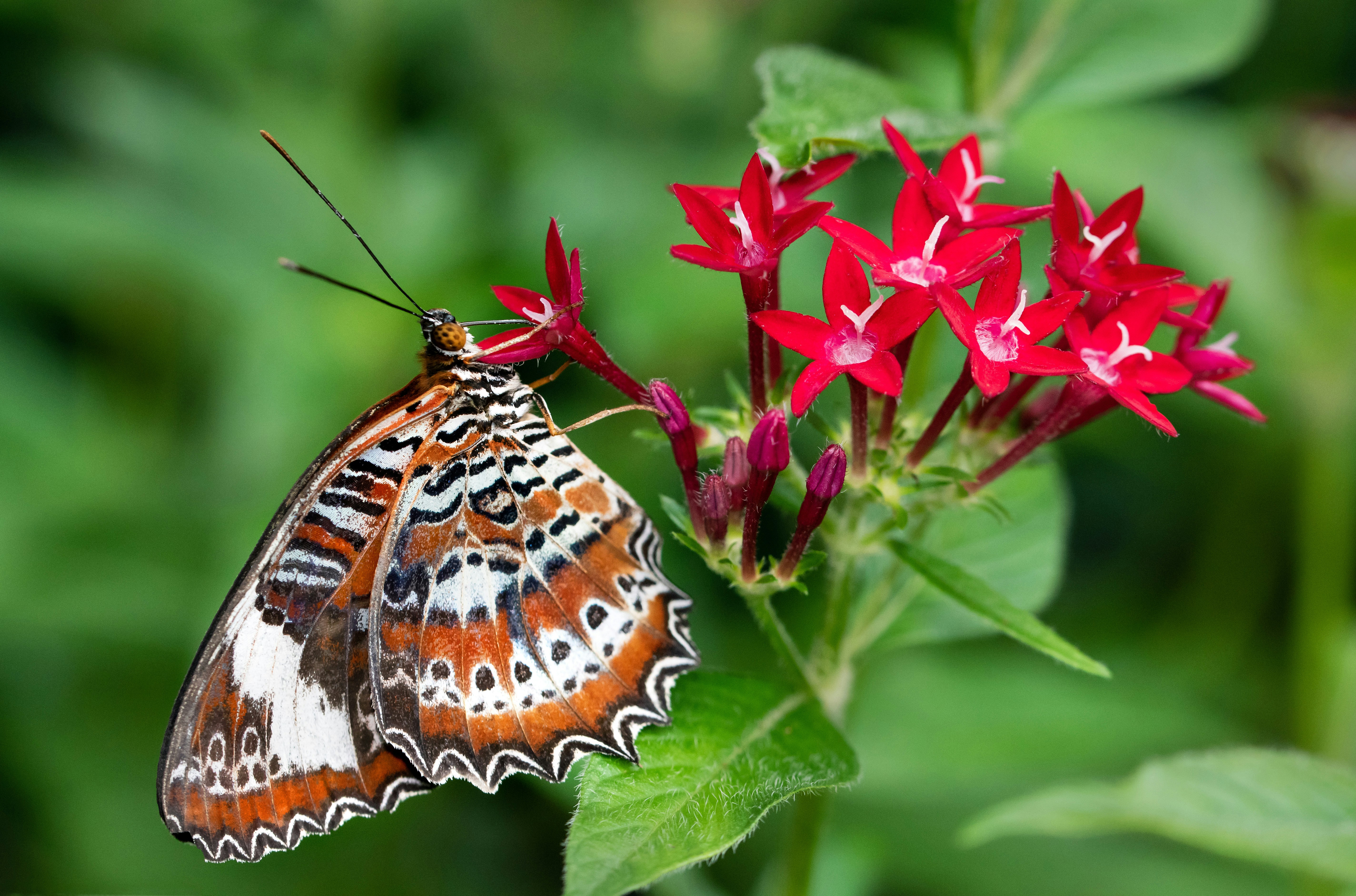 brown white and black butterfly on pink flower, Orange Lacewing butterfly sipping nectar from pentas flowers.