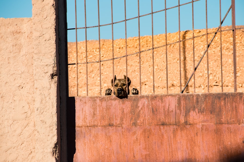 brown and black cat on brown wooden fence