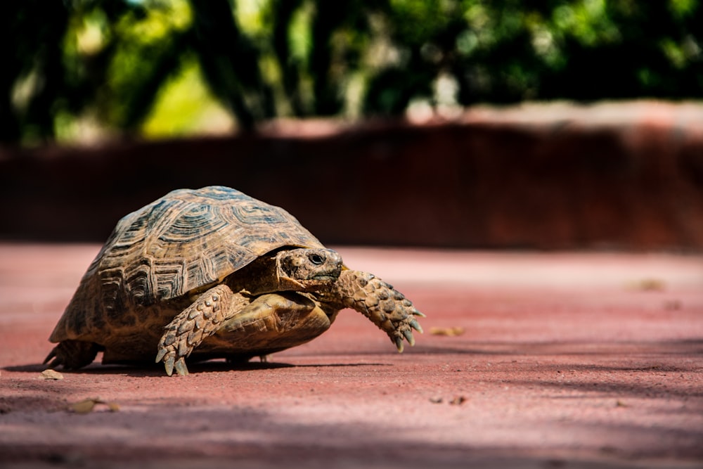 brown and black turtle on brown dirt