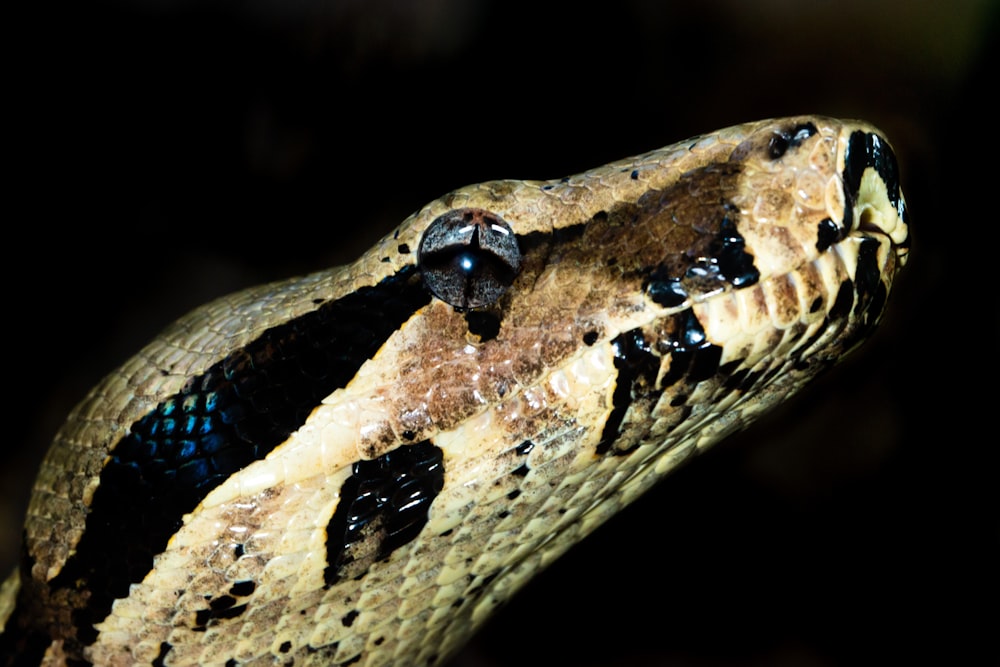 クローズアップ写真の茶色と黒のヘビ