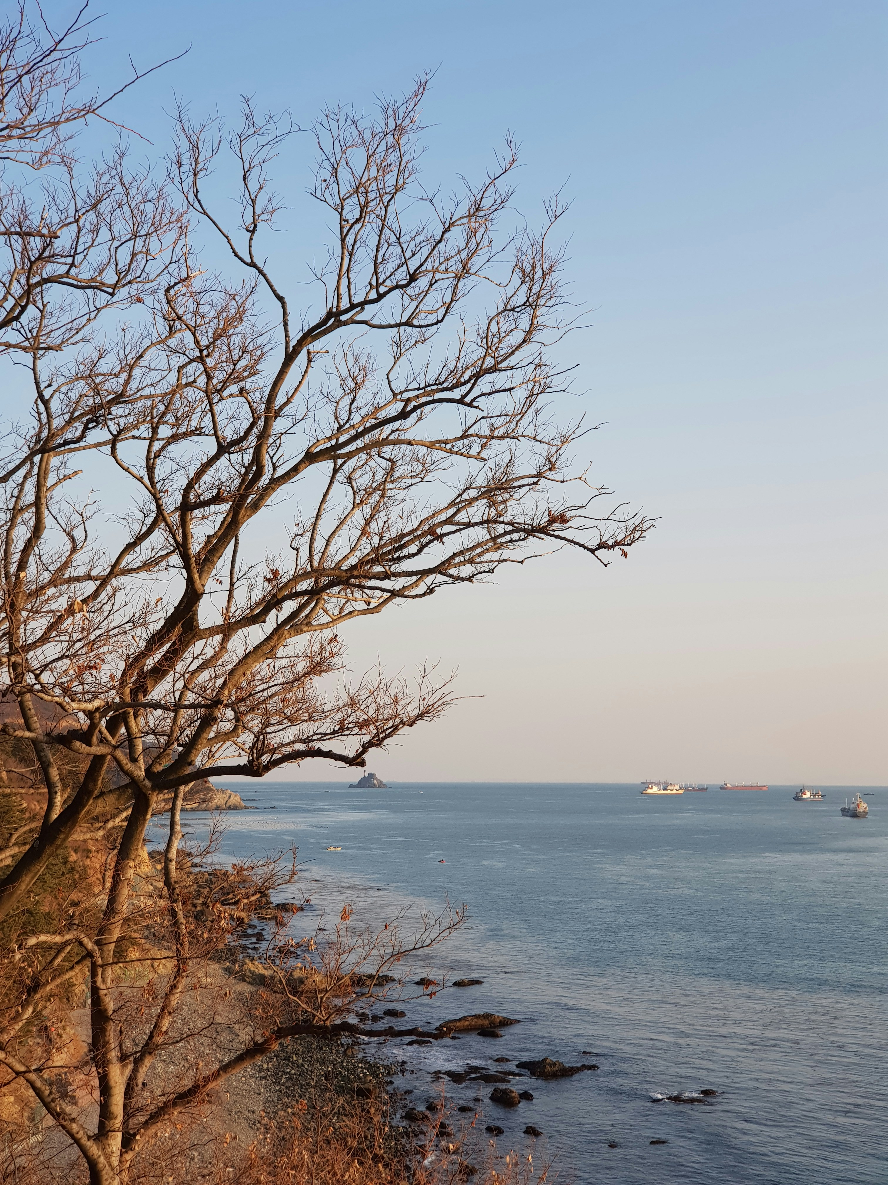 leafless tree near body of water during daytime