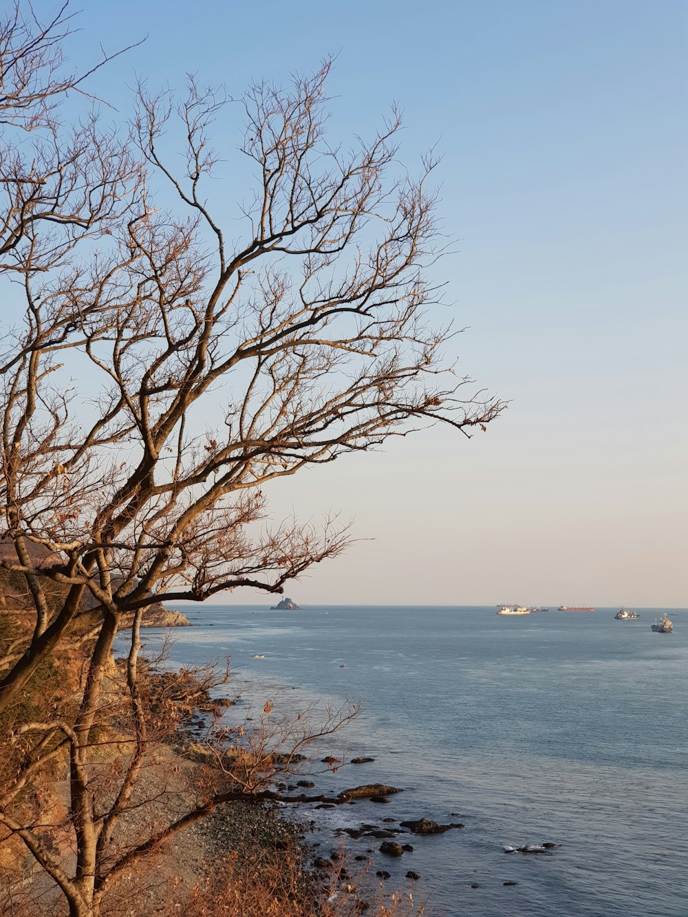 leafless tree near body of water during daytime