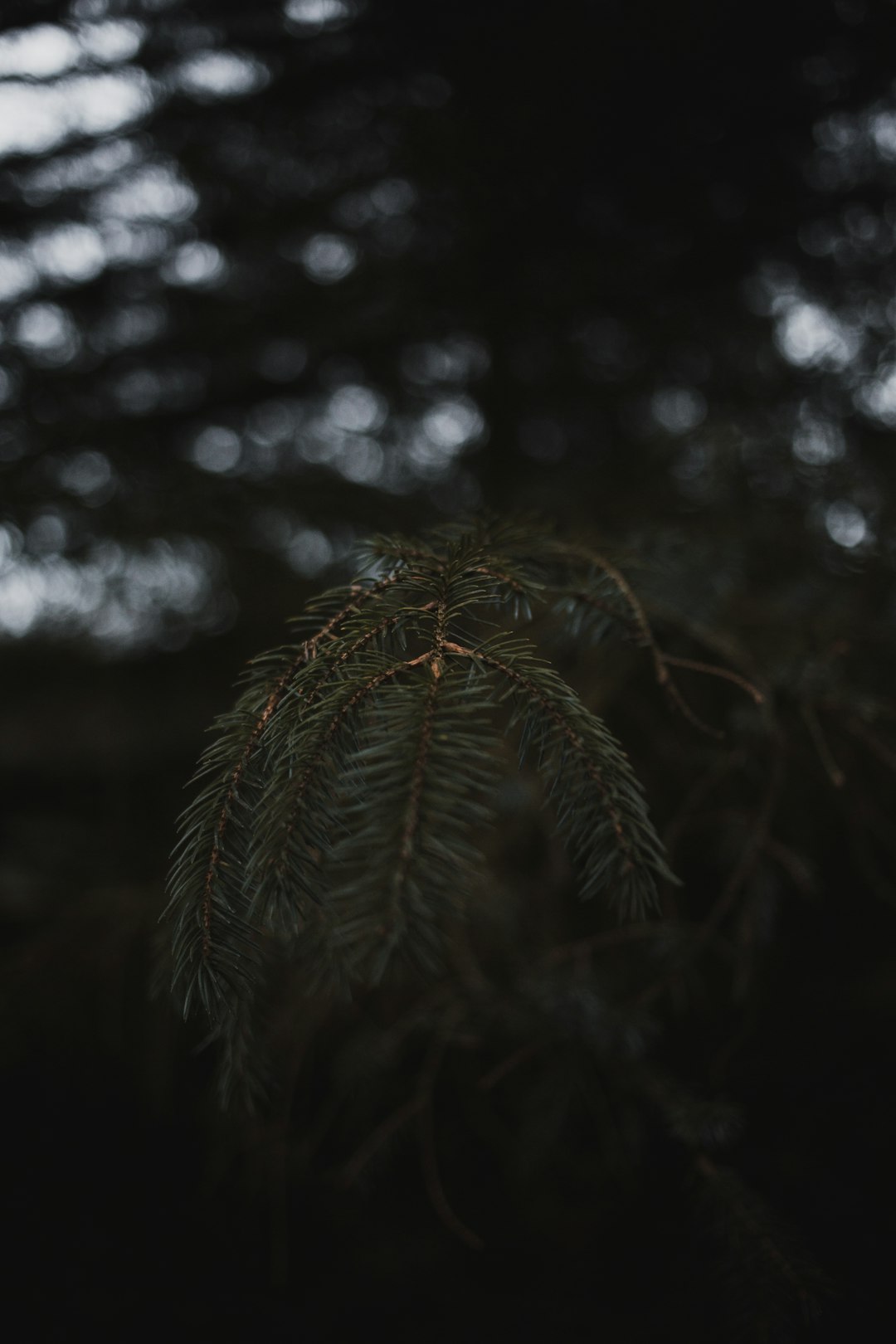 green leaf plant during daytime