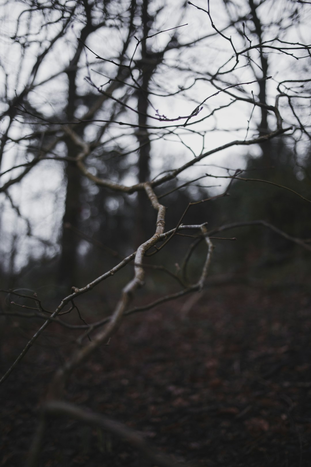 brown leafless tree during daytime