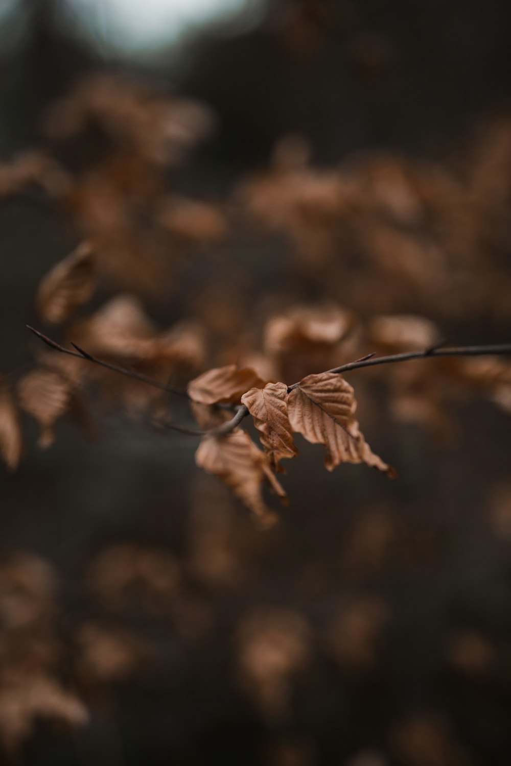 brown dried flower in tilt shift lens