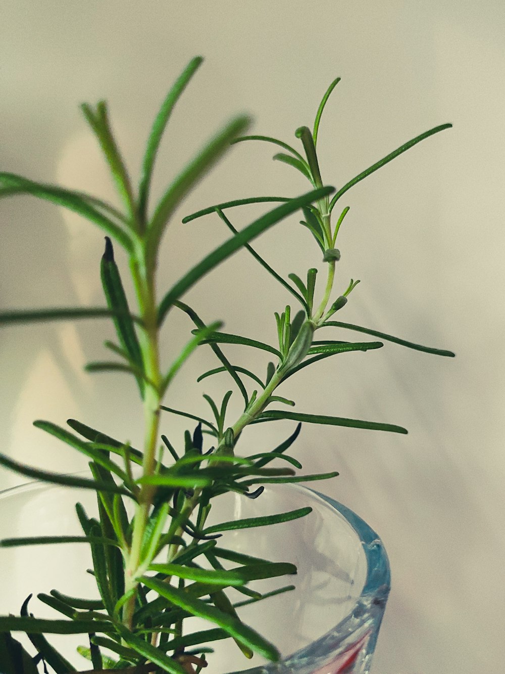 green plant on blue glass vase