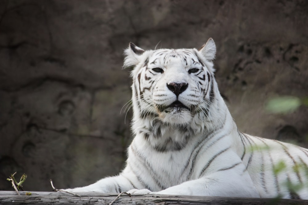 white tiger lying on ground