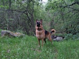A German Shepherd stands alert in a lush, green forest clearing, surrounded by trees and moss-covered rocks. The dog's ears are perked up, and its tail is mid-wag, indicating attentiveness. The area is rich in foliage and the grass is thick and vibrant.