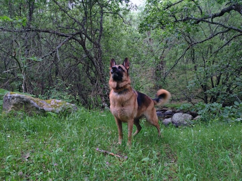 A German Shepherd stands alert in a lush, green forest clearing, surrounded by trees and moss-covered rocks. The dog's ears are perked up, and its tail is mid-wag, indicating attentiveness. The area is rich in foliage and the grass is thick and vibrant.