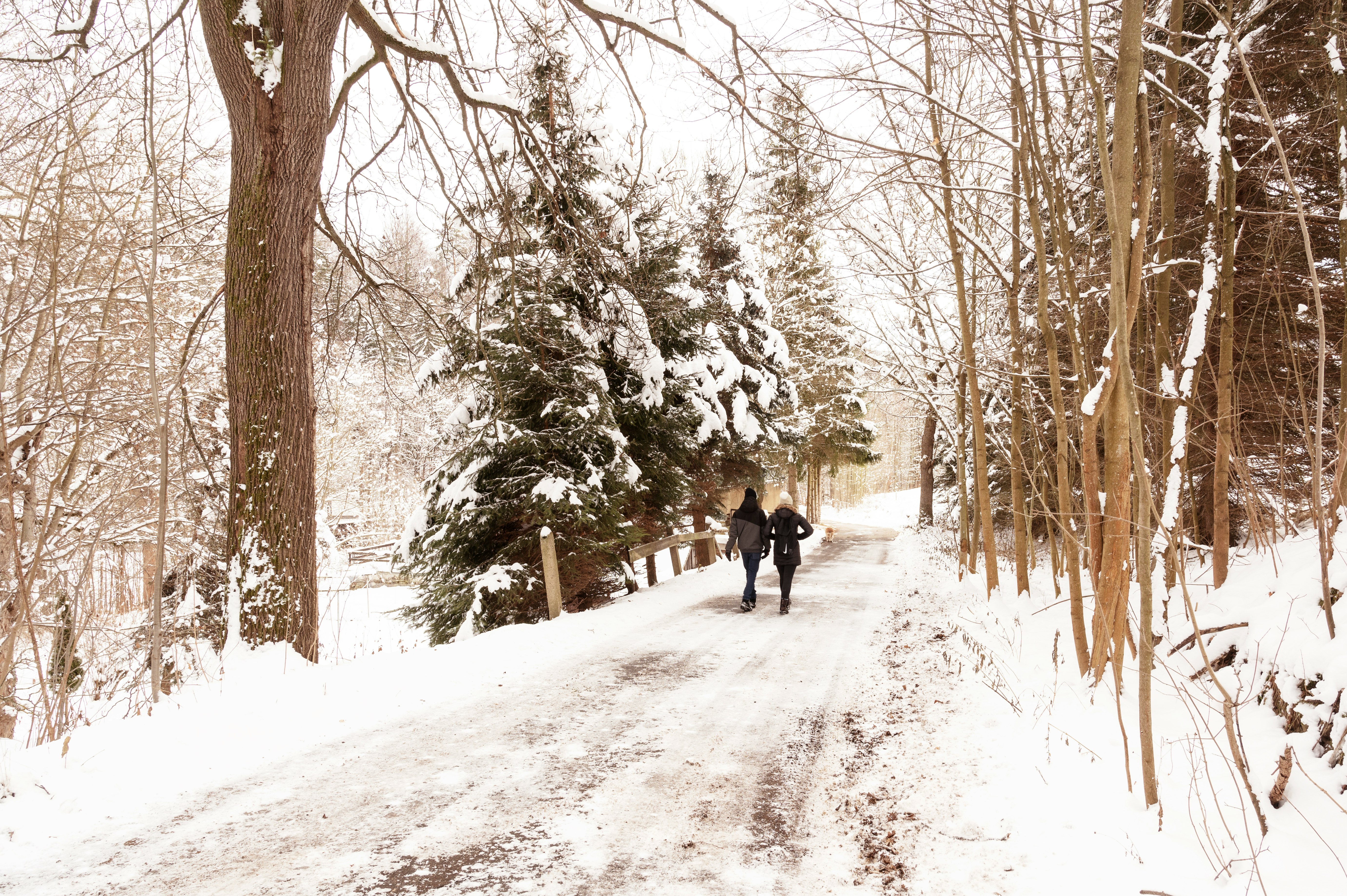 2 person walking on snow covered pathway between trees during daytime