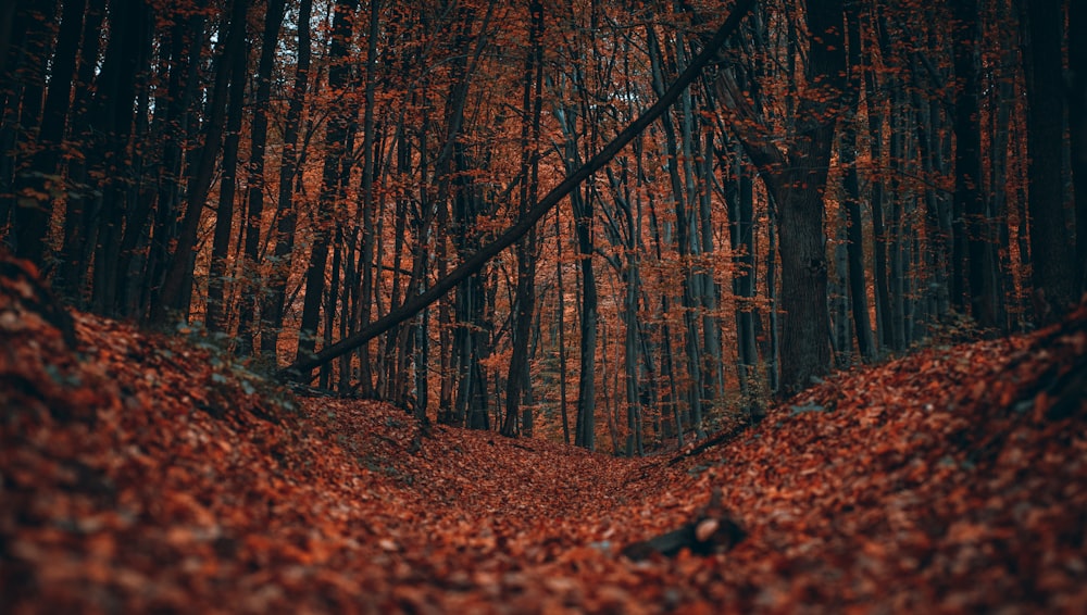 brown trees on forest during daytime