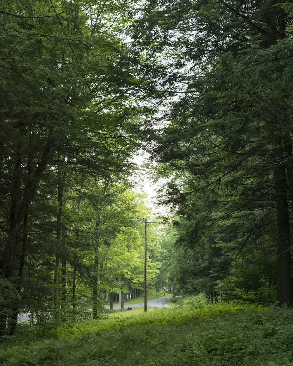 green trees on green grass field during daytime