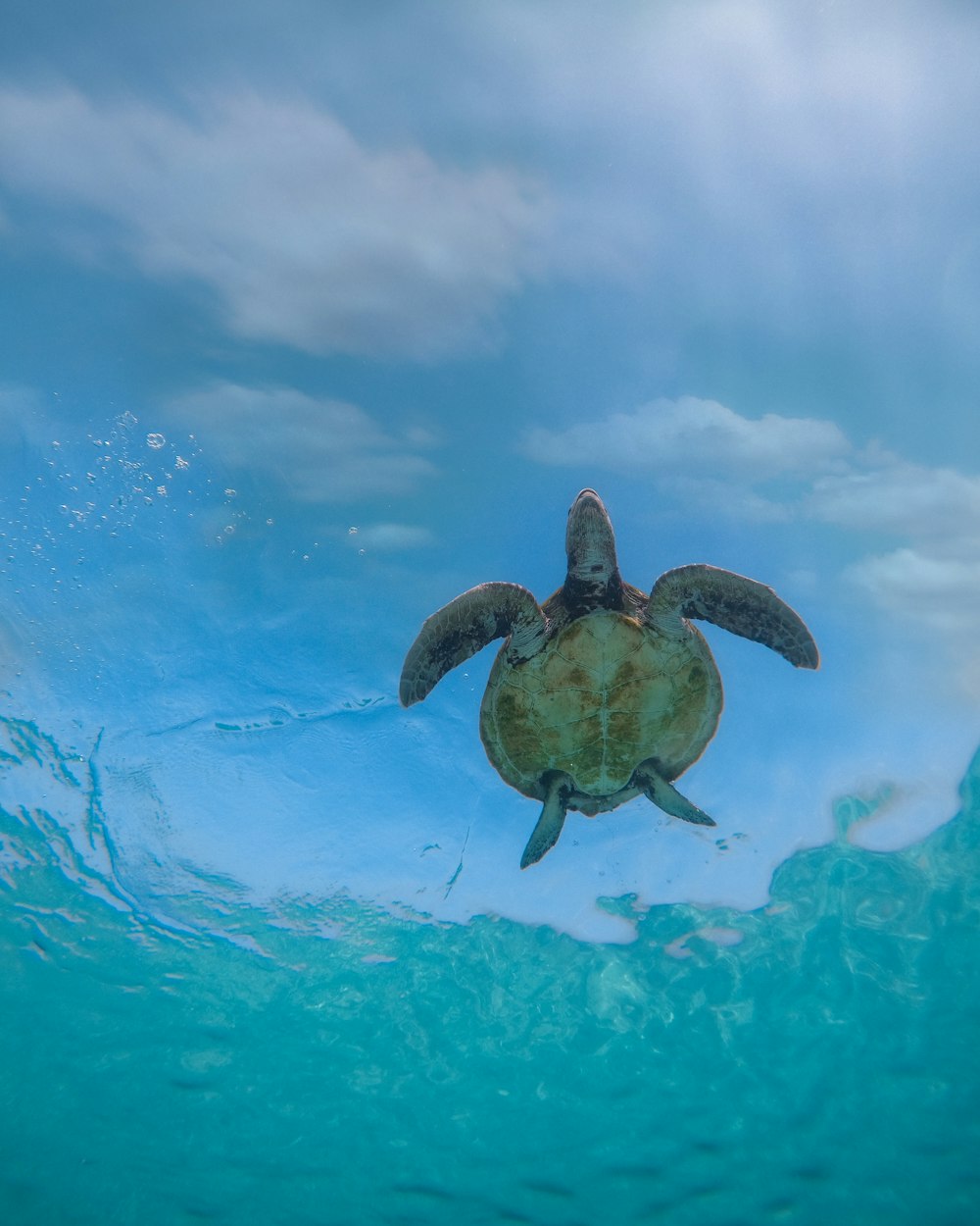 brown turtle in water during daytime