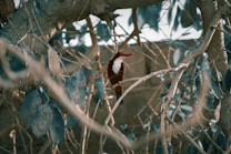 A kingfisher with a vibrant white and chestnut-colored plumage perches on a branch amidst a tangle of tree branches and leaves. The background features blurred foliage, creating a natural and serene scene.