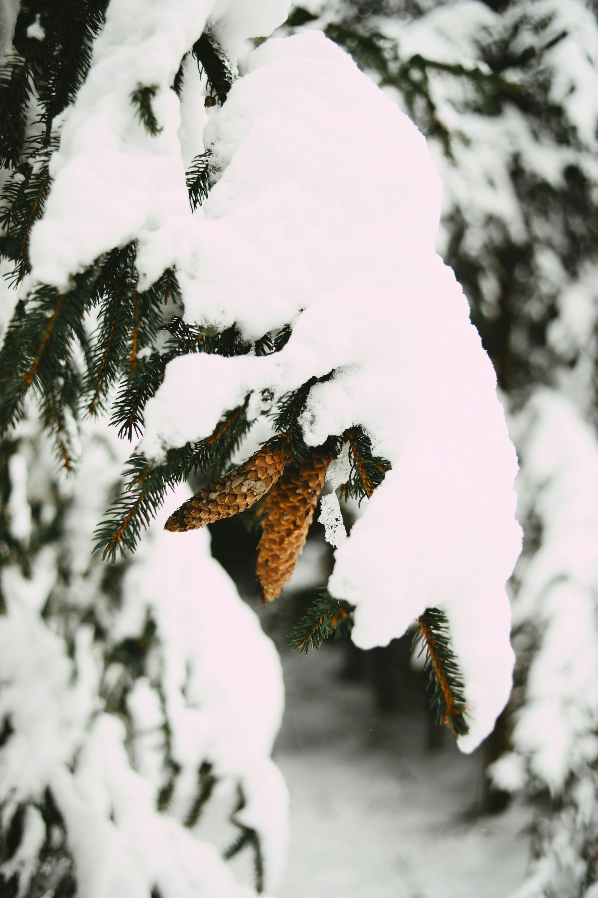 Photo by markusspiske