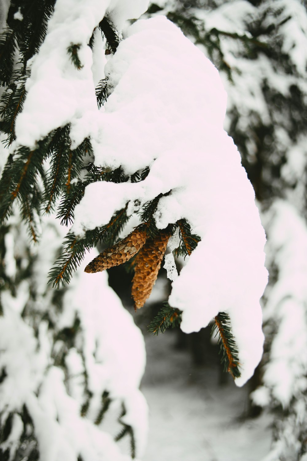 pássaro marrom e preto voando sobre árvore coberta de neve durante o dia