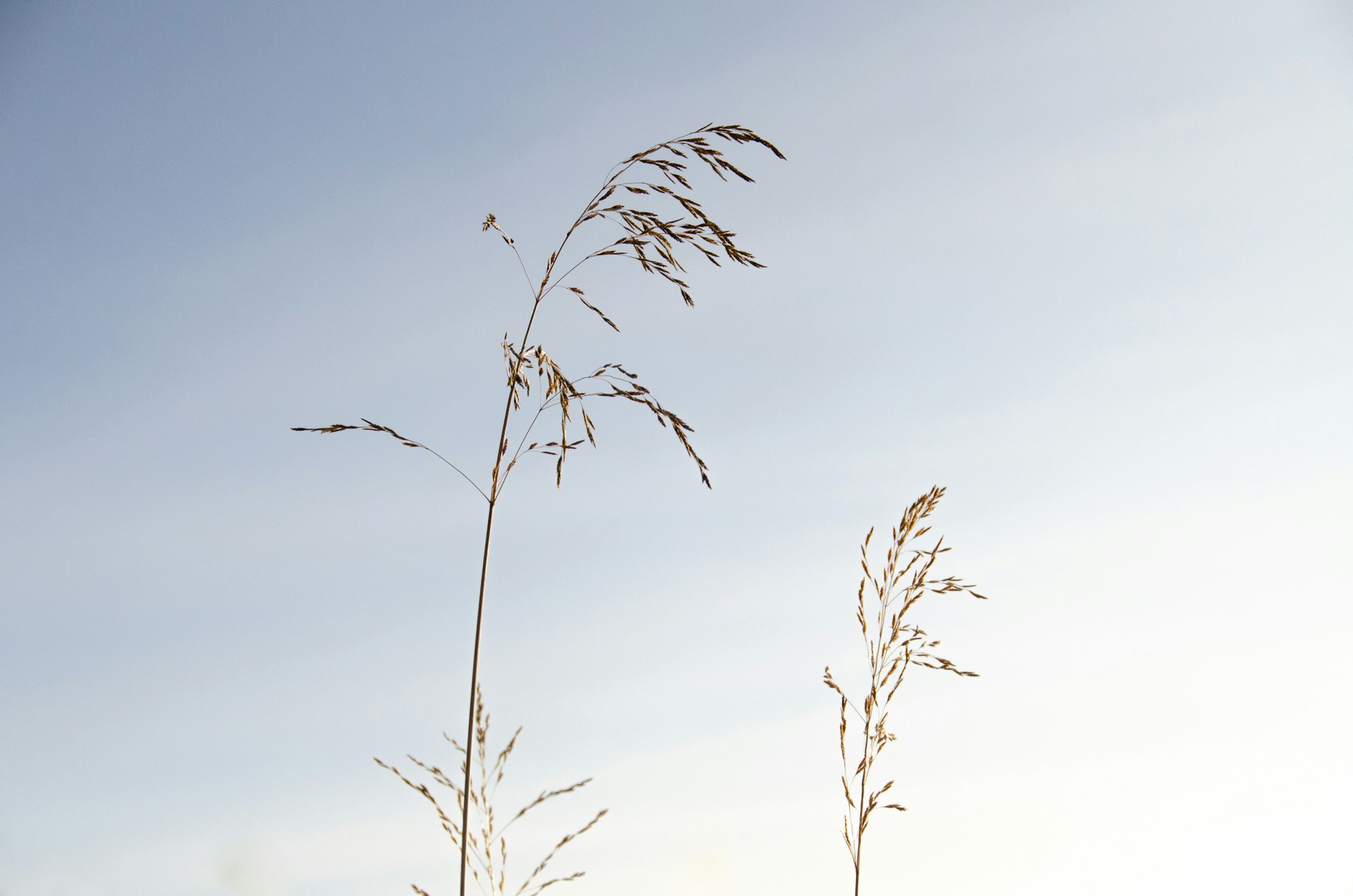brown leafless tree under blue sky during daytime