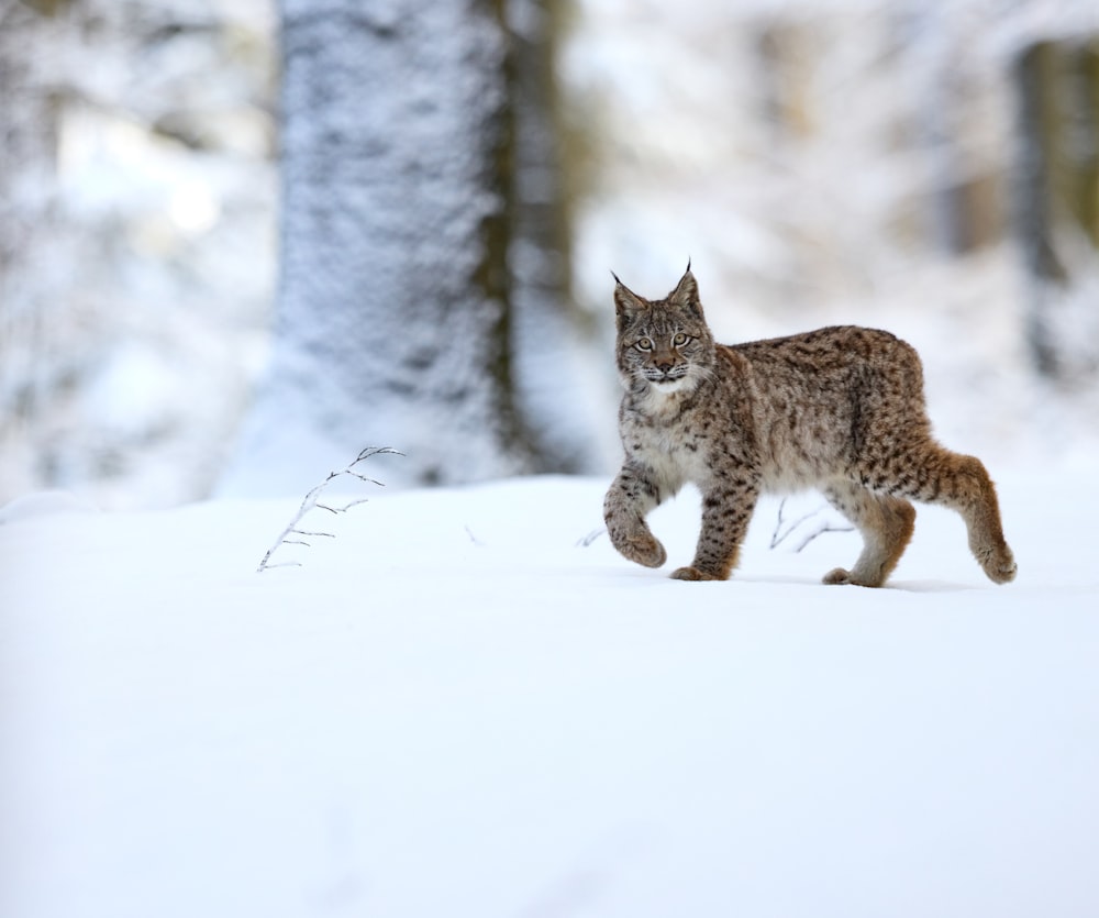 brown and black cat on snow covered ground