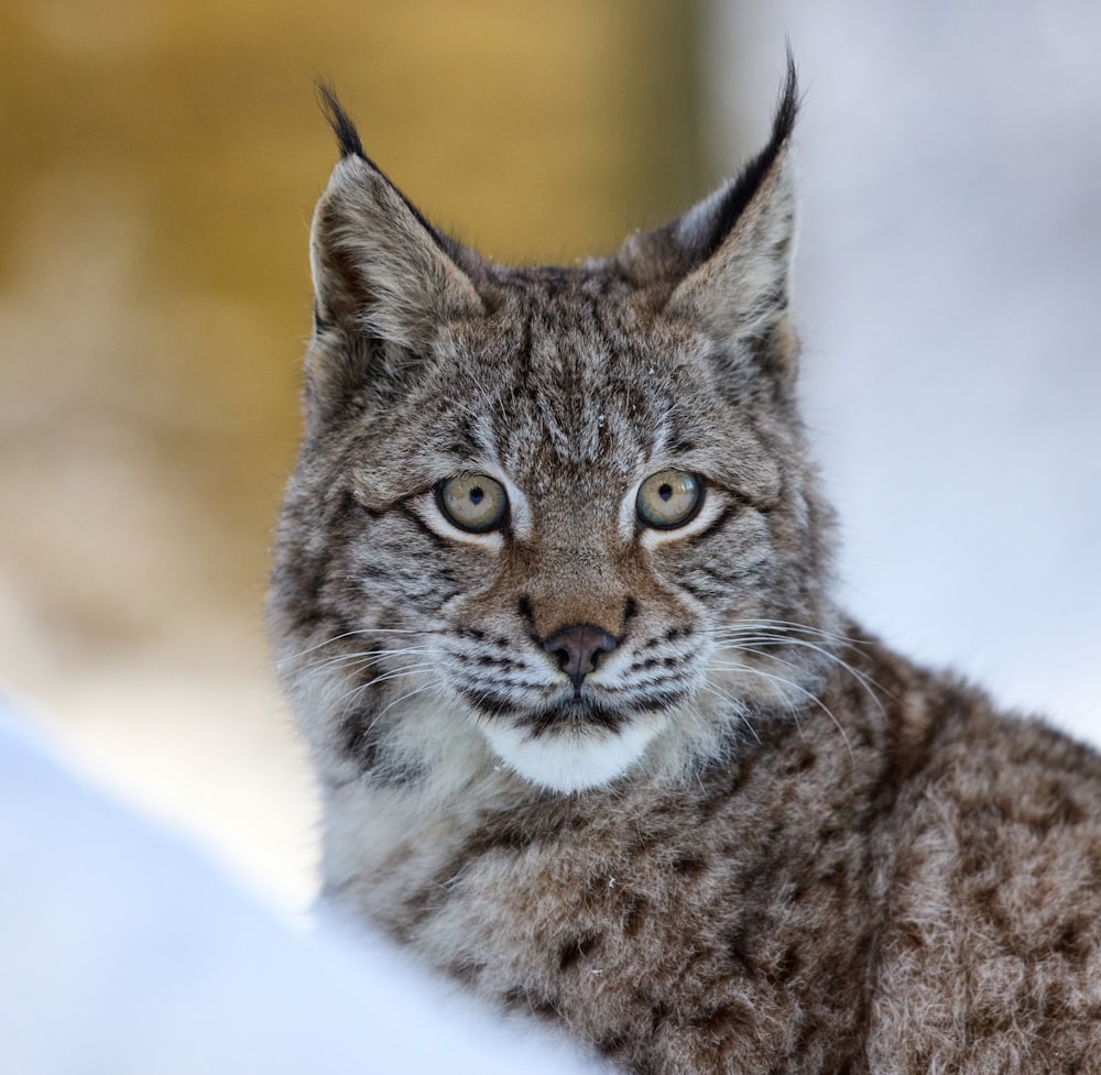 白いテキスタイルに茶色と黒の猫