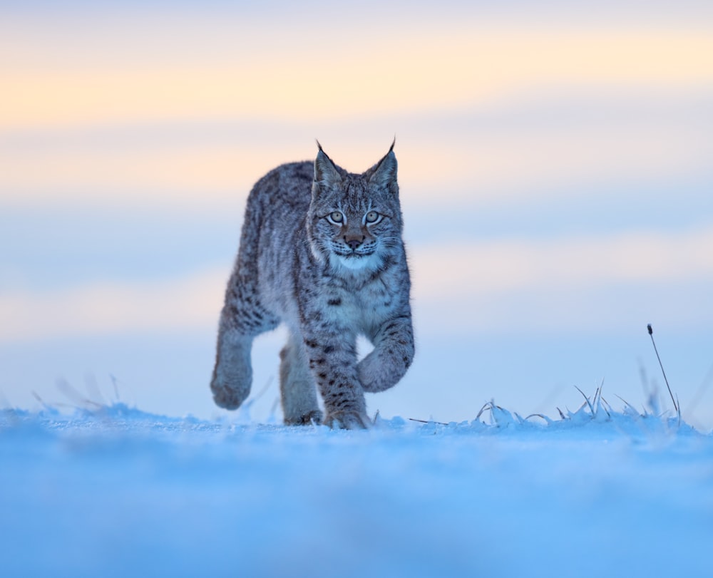 雪に覆われた地面の灰色の猫