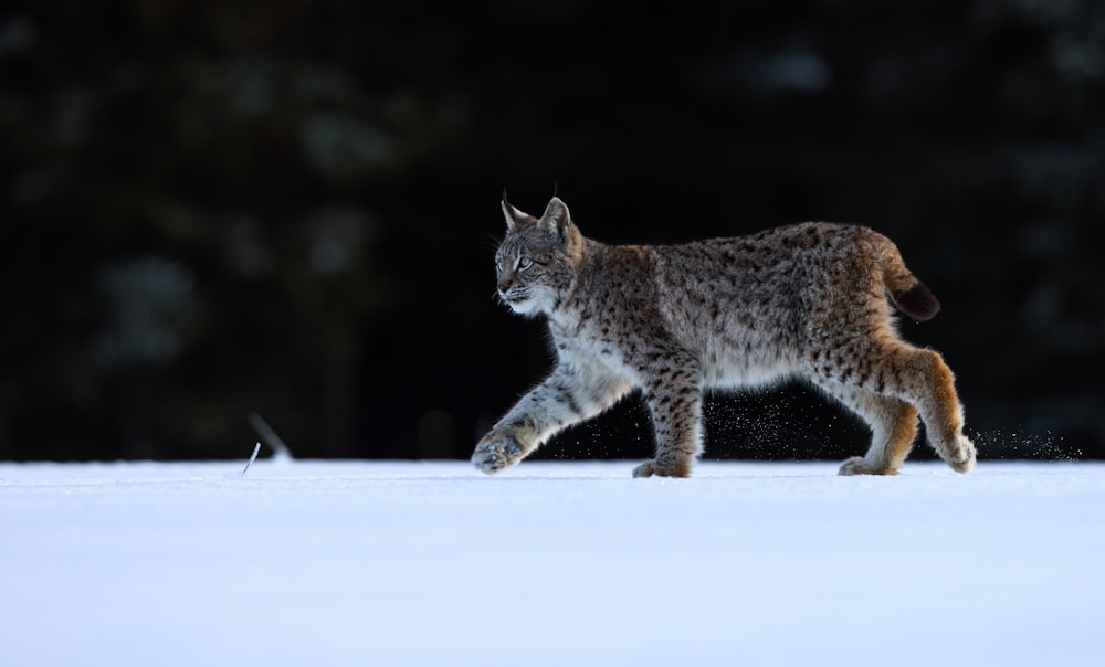 brown and black cat on snow covered ground