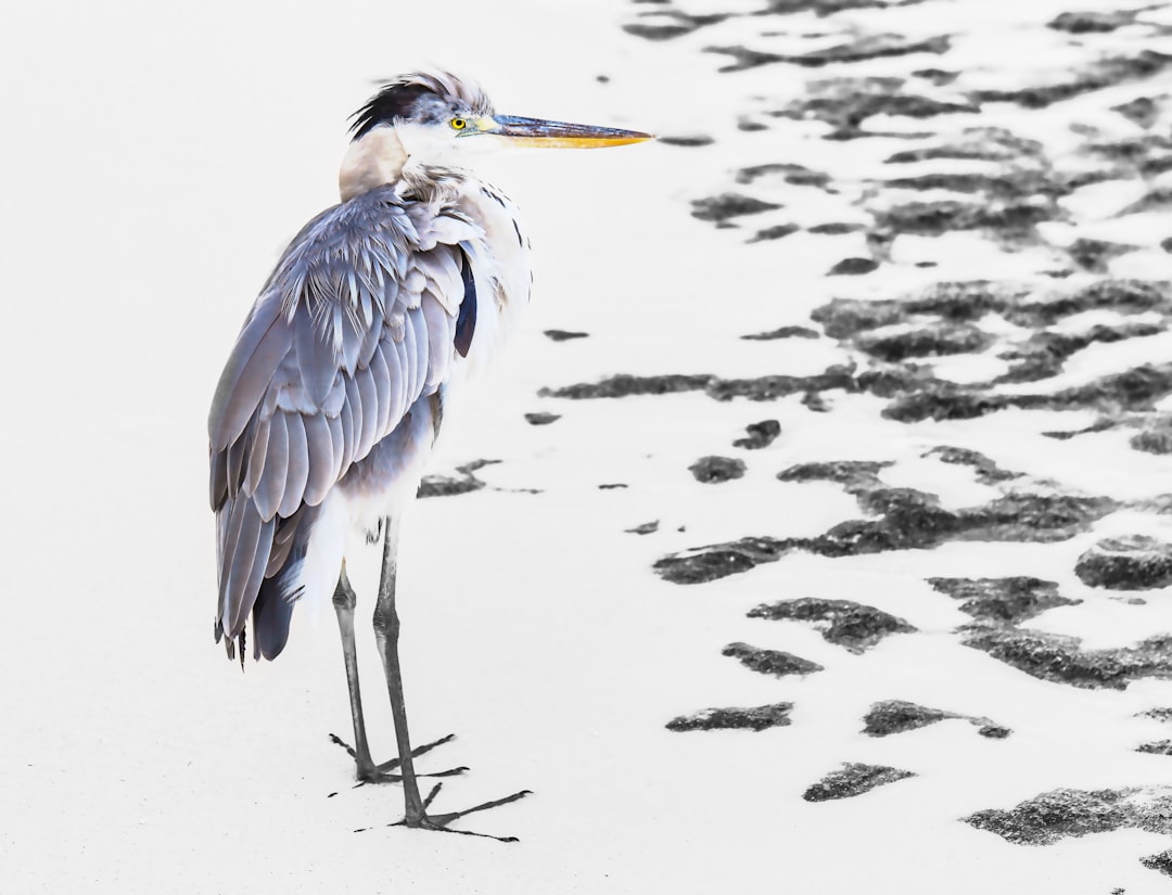 purple and white bird on water