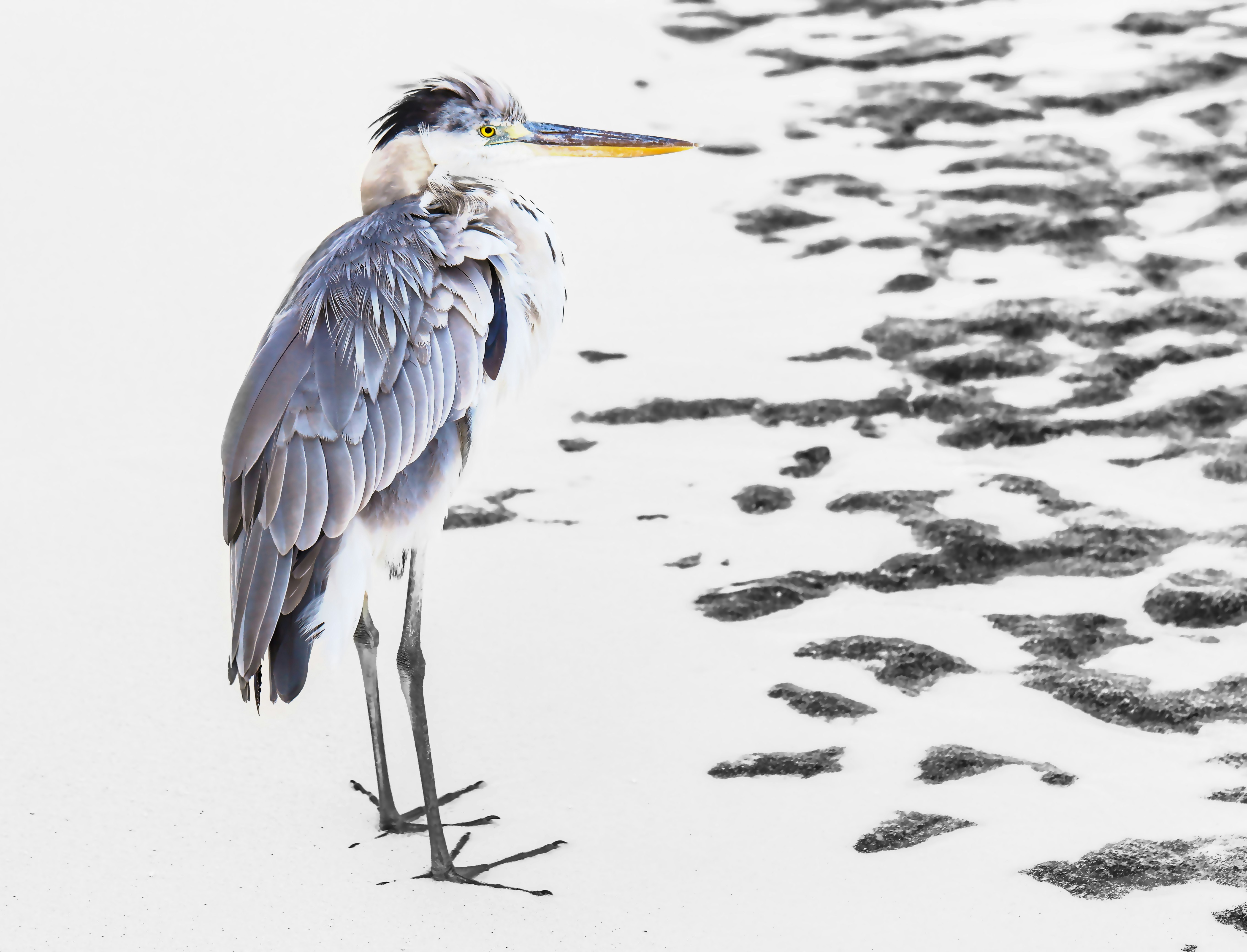 purple and white bird on water