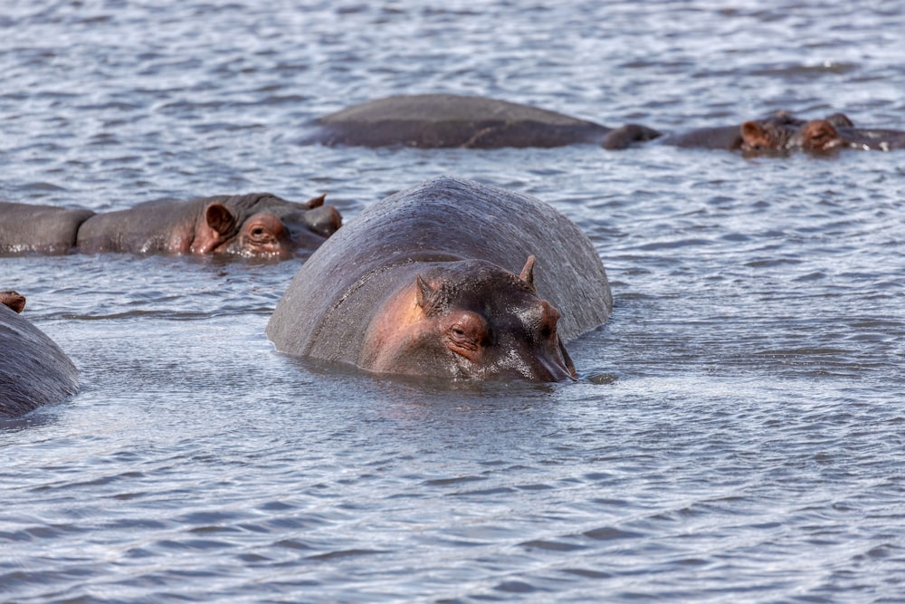 brown animal on body of water during daytime