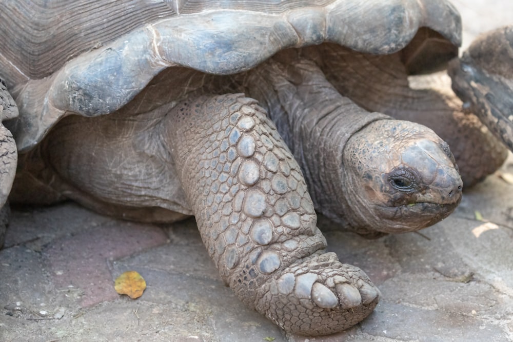 brown turtle on brown sand