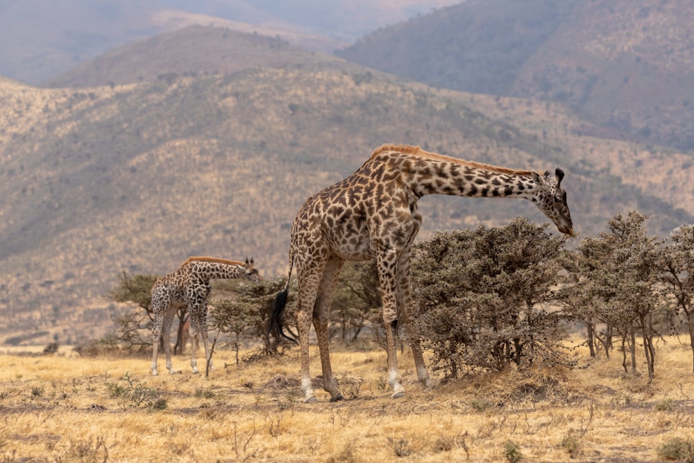 brown and black giraffe on brown grass field during daytime