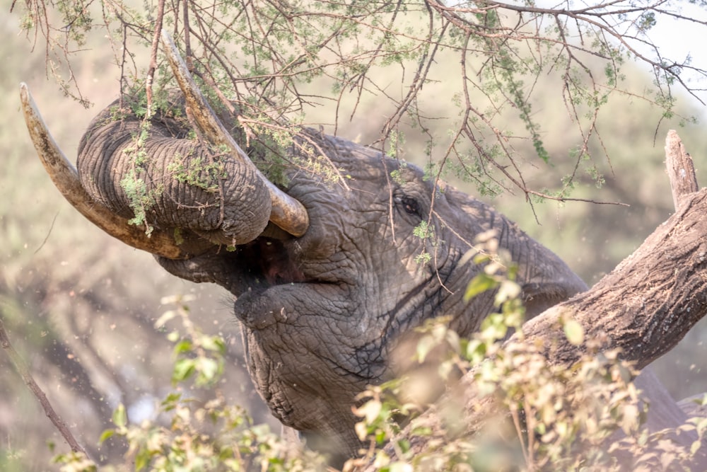 Schwarzer Elefant tagsüber auf braunem Gras