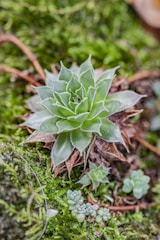 A close-up view of a succulent plant surrounded by moss and other small plants. The green leaves are pointed and arranged in a rosette pattern, with some leaves having a slight brown tinge at the edges. The moss provides a lush, soft background that complements the succulent's structure.