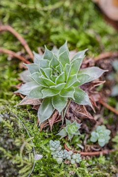 A close-up view of a succulent plant surrounded by moss and other small plants. The green leaves are pointed and arranged in a rosette pattern, with some leaves having a slight brown tinge at the edges. The moss provides a lush, soft background that complements the succulent's structure.