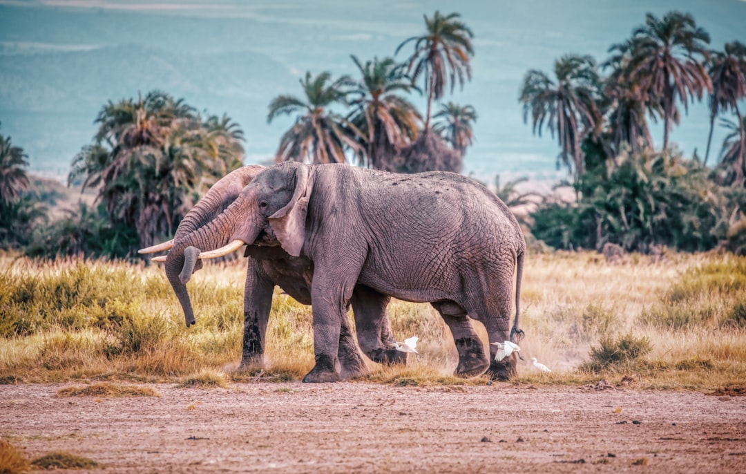 elephant walking on brown grass field during daytime