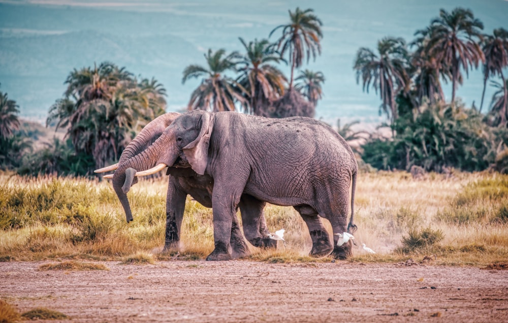 elephant walking on brown grass field during daytime