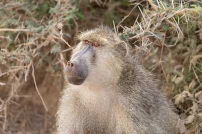 A baboon gazes off into the distance, surrounded by dense foliage. Its fur is a mix of gray and brown, complementing the natural earthy tones of the background.