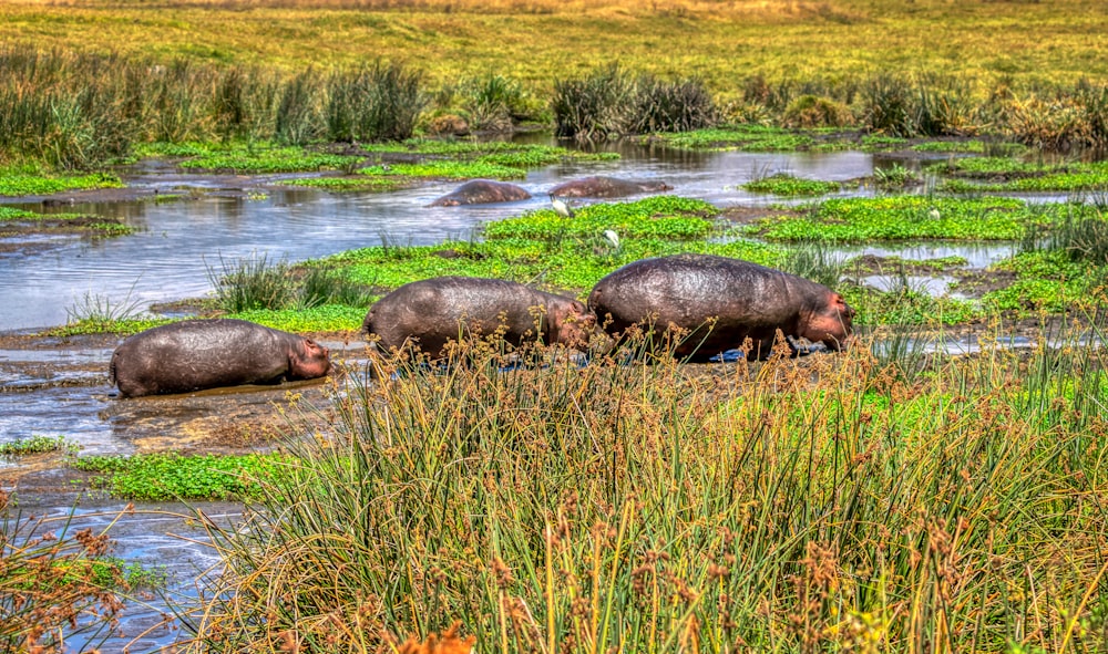 brown rhinoceros on green grass field near river during daytime