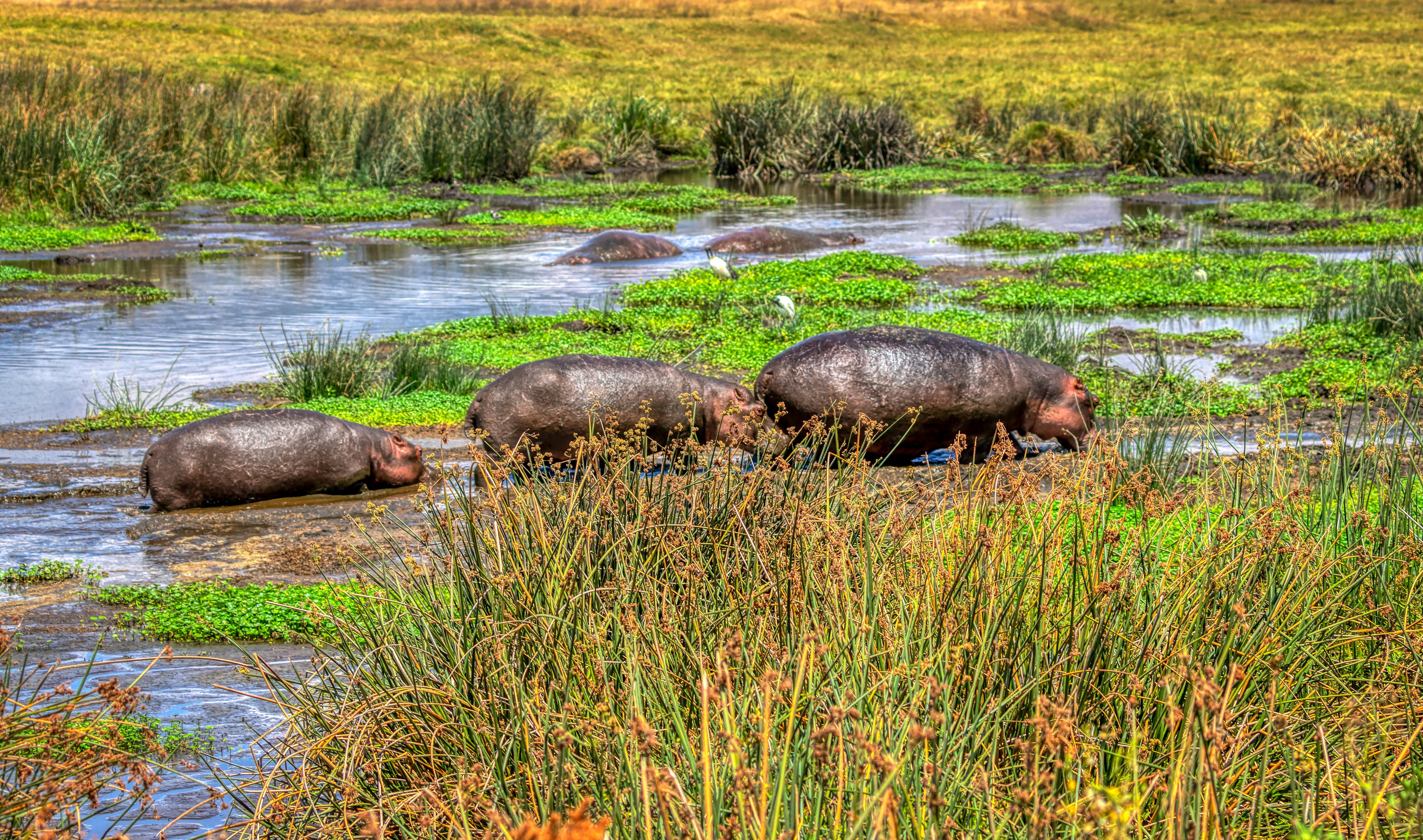 brown rhinoceros on green grass field near river during daytime