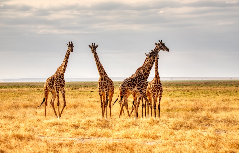 trois girafes sur un champ d’herbe brune pendant la journée