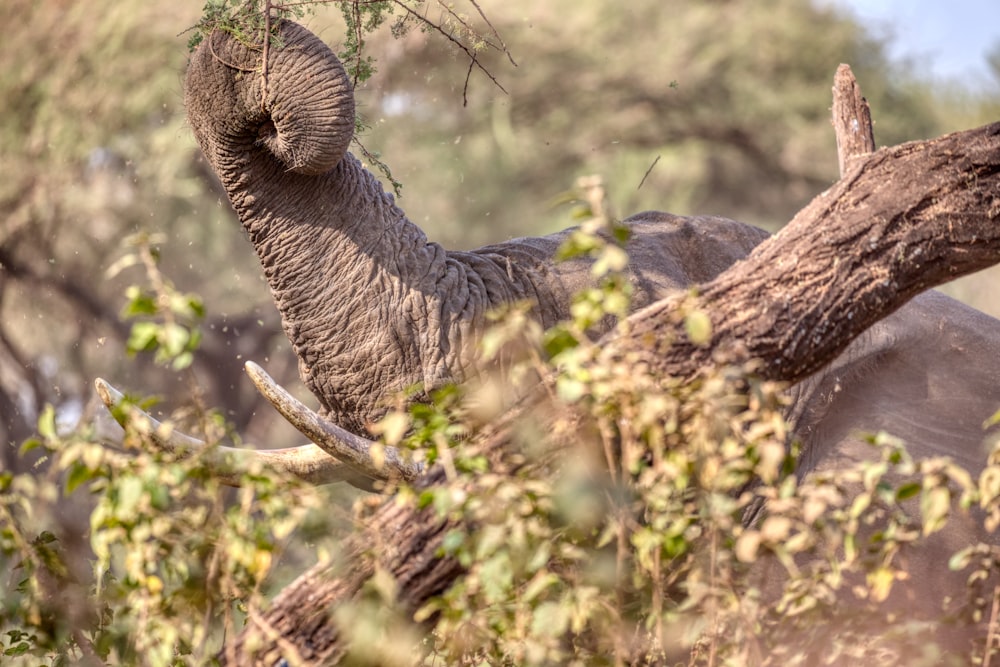 éléphant brun sur l’herbe brune pendant la journée