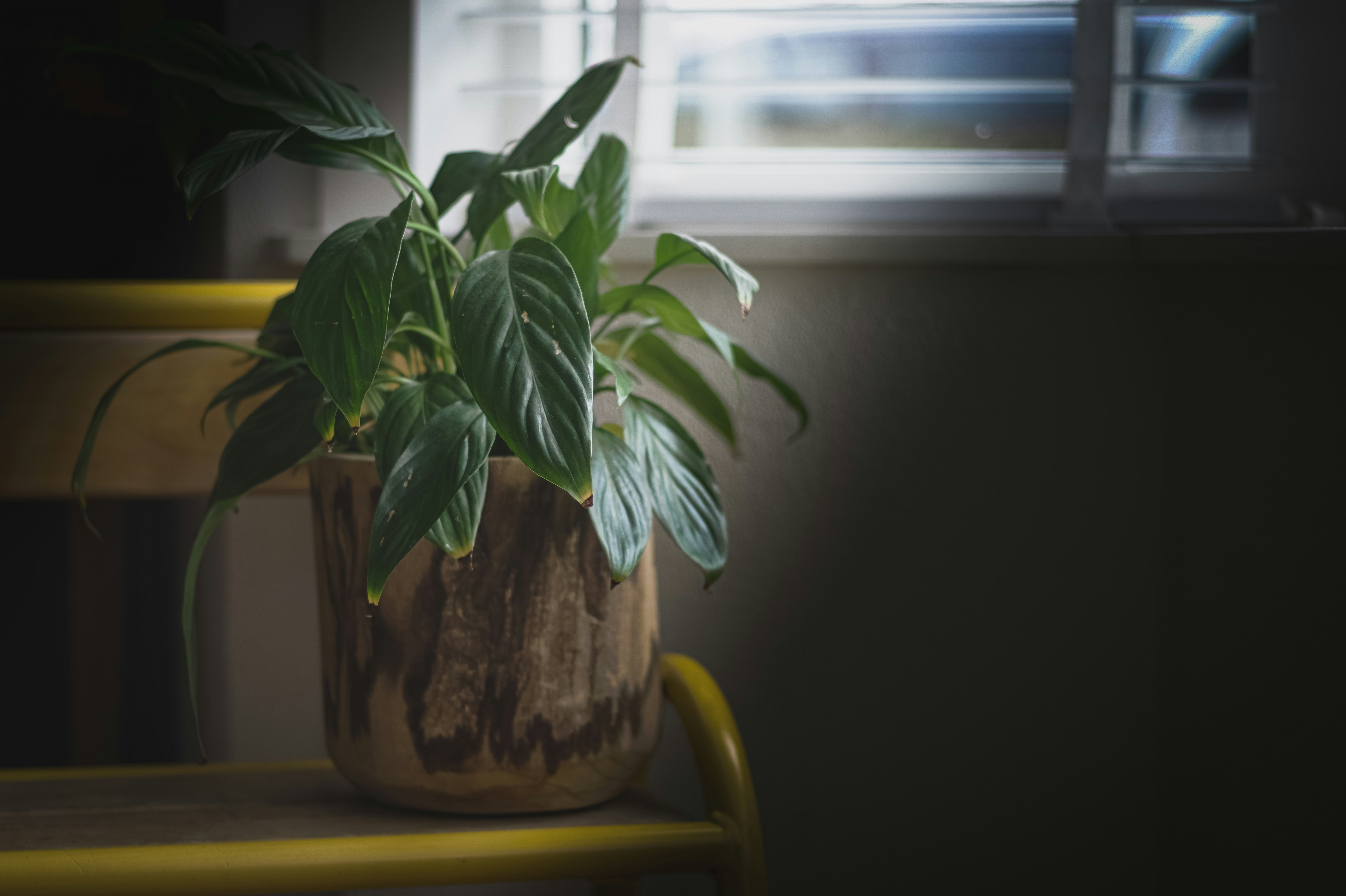 green plant on brown ceramic pot