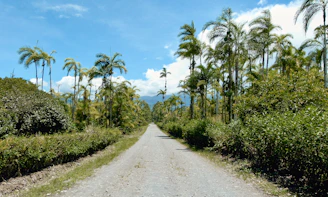 gray dirt road between green trees under blue sky during daytime