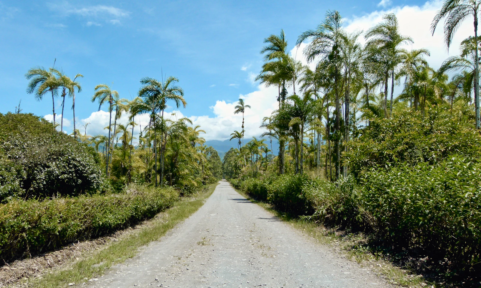 A pale gravel road passing palms and dense vegetation in Costa Rica