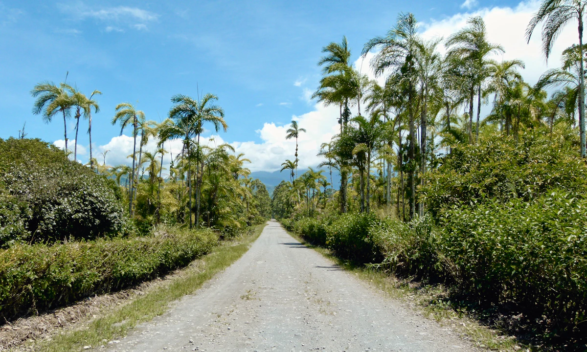 Gravel road lined with palm trees in the Costa Rican countryside