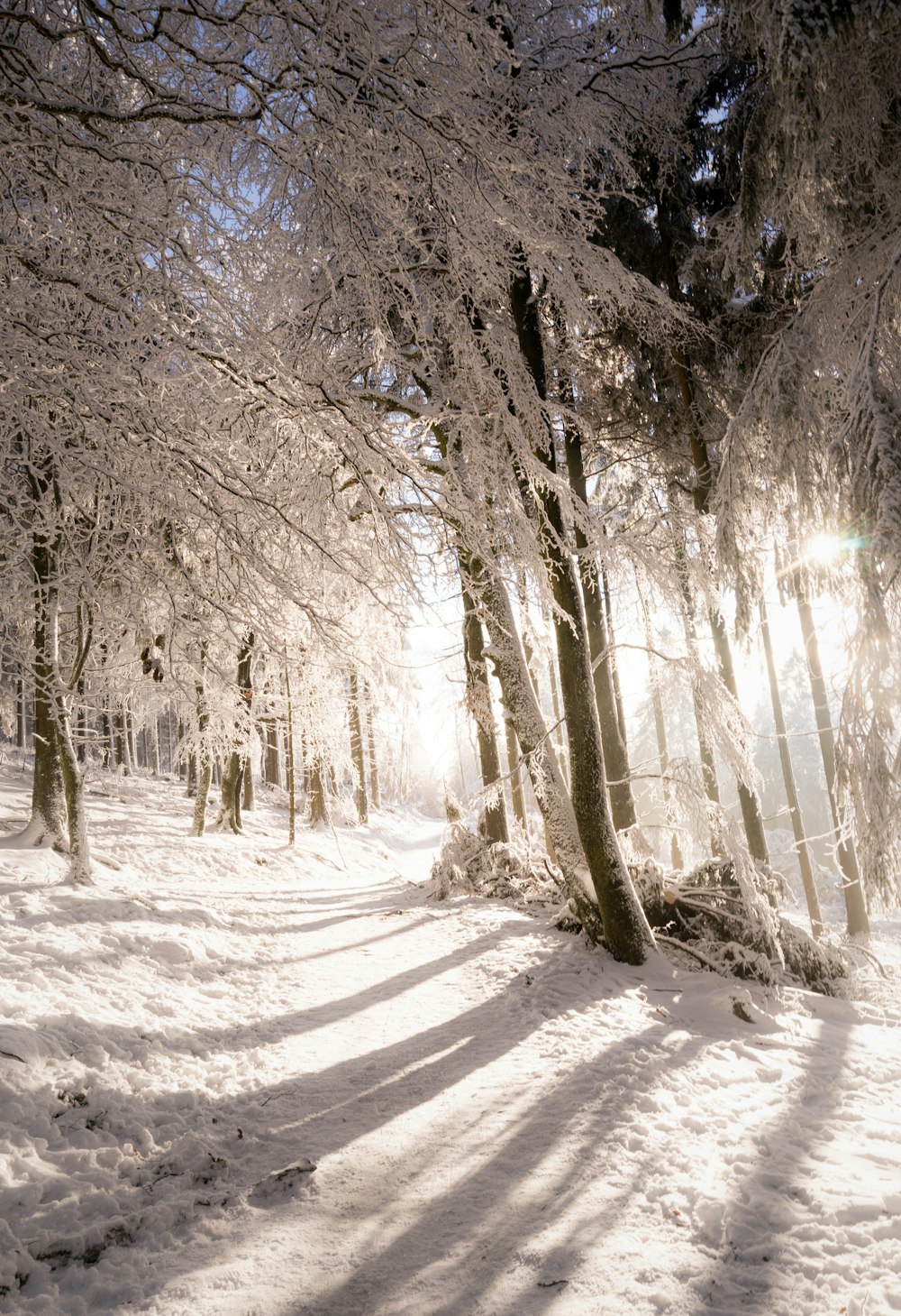 昼間の雪に覆われた木々